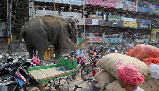 Un simpatico King Kong